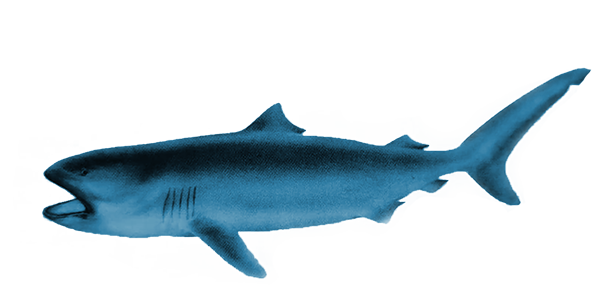 EinScanner of the Week: Examining the Megamouth Shark with EinScan Pro 2X -  SHINING 3D